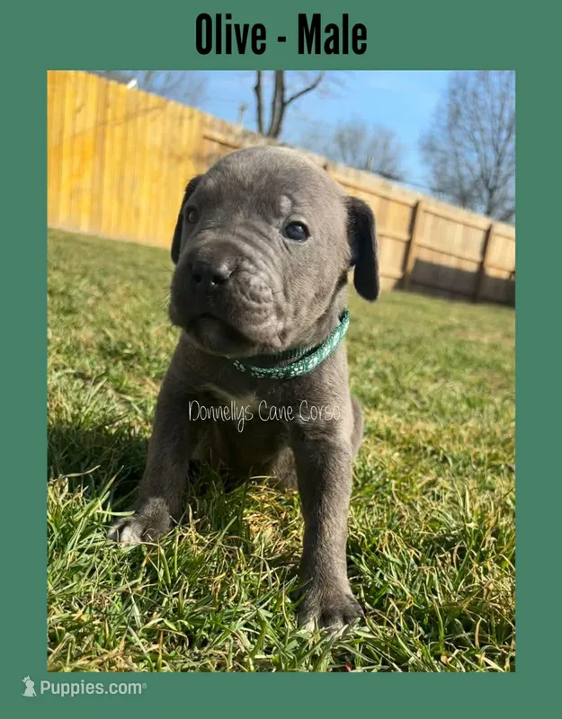 Olive - AKC – Cane Corso puppy for sale in Columbia, MO