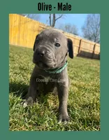 Olive - AKC, a male Cane Corso for sale in Columbia, MO – Photo 3 of 3