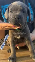 Olive - AKC, a male Cane Corso for sale in Columbia, MO – Photo 2 of 4