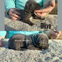 Olive - AKC, a male Cane Corso for sale in Columbia, MO – Photo 2 of 3