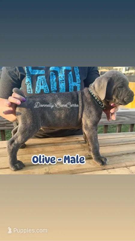 Olive - AKC, a male Cane Corso for sale in Columbia, MO – Photo 1 of 4