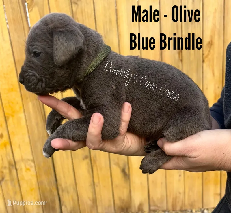 Olive - AKC – Cane Corso puppy for sale in Columbia, MO