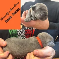 Peaches - AKC, a female Cane Corso for sale in Columbia, MO – Photo 1 of 2