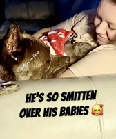 Peaches - AKC, a female Cane Corso for sale in Columbia, MO – Photo 2 of 2