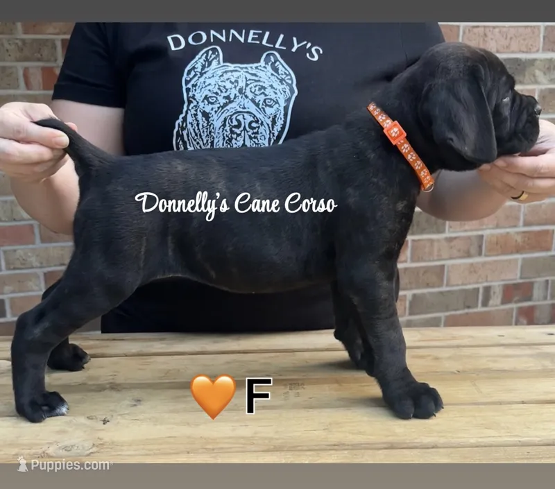 Orange - Female  – Cane Corso puppy for sale in Columbia, MO