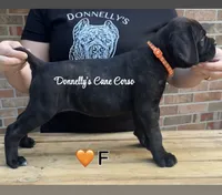 Orange - Female , a female Cane Corso for sale in Columbia, MO – 1 of 3