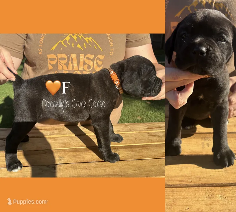 Orange - Female  – Cane Corso puppy for sale in Columbia, MO