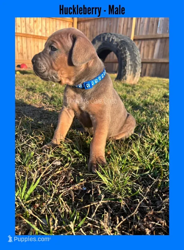 Huckleberry - AKC – Cane Corso puppy for sale in Columbia, MO