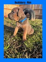 Huckleberry - AKC, a male Cane Corso for sale in Columbia, MO – Photo 1 of 4