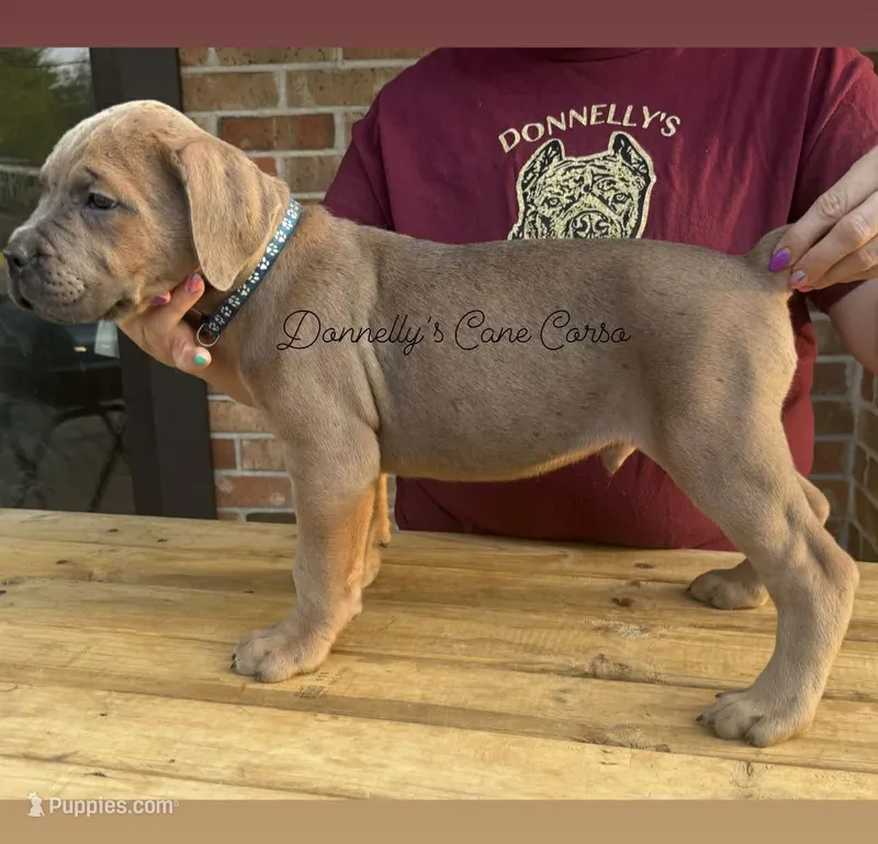 Huckleberry - AKC – Cane Corso puppy for sale in Columbia, MO