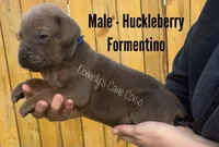 Huckleberry - AKC, a male Cane Corso for sale in Columbia, MO – Photo 2 of 4