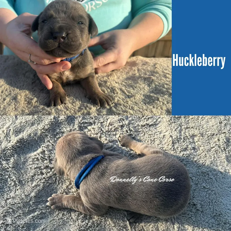 Huckleberry - AKC