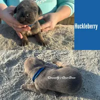 Huckleberry - AKC, a male Cane Corso for sale in Columbia, MO – Photo 3 of 4