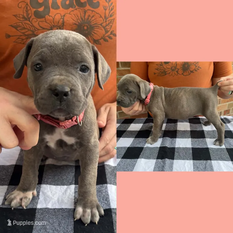 Maroon  - Female  – Cane Corso puppy for sale in Columbia, MO