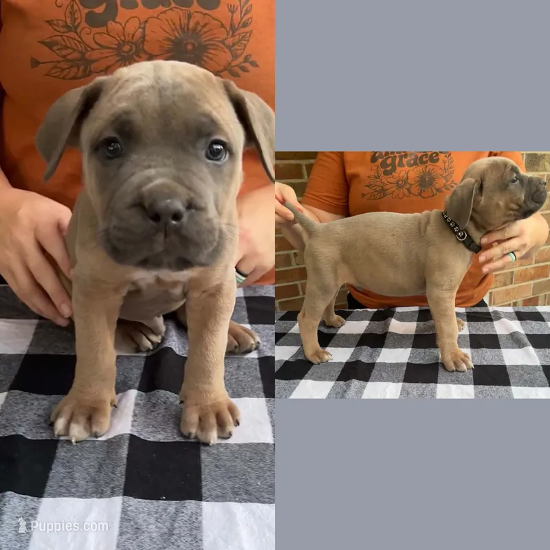 Black - Rich Red Formentino – Cane Corso puppy for sale in Columbia, MO