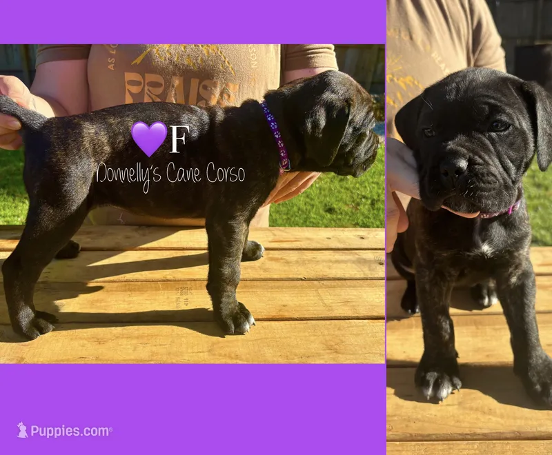 Purple - Female  – Cane Corso puppy for sale in Columbia, MO