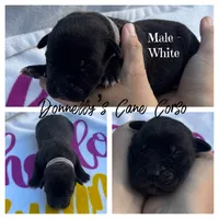 White Collar - Male , a male Cane Corso for sale in Columbia, MO – 1 of 2