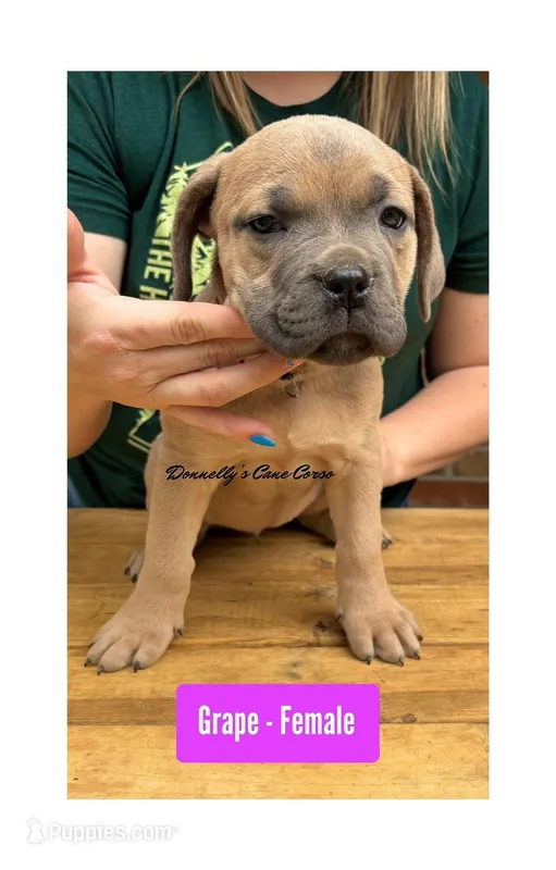 Grape - AKC – Cane Corso puppy for sale in Columbia, MO
