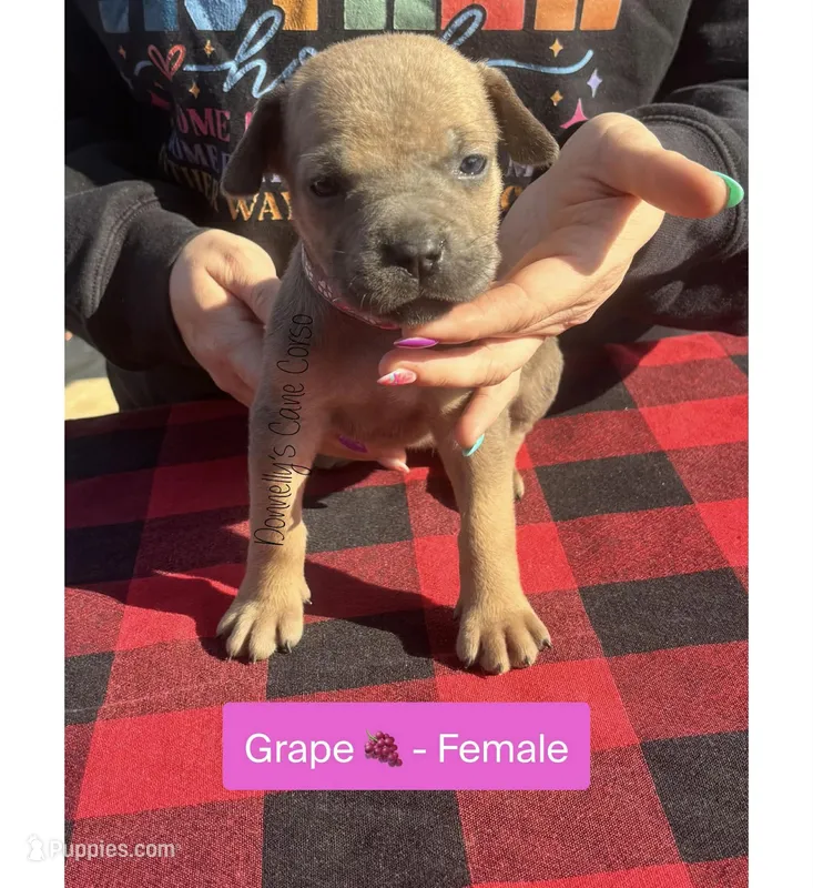 Grape - AKC – Cane Corso puppy for sale in Columbia, MO
