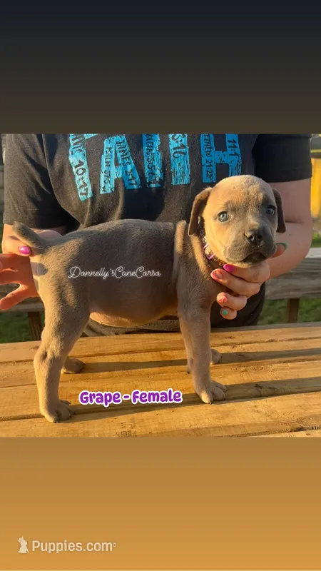 Grape - AKC – Cane Corso puppy for sale in Columbia, MO