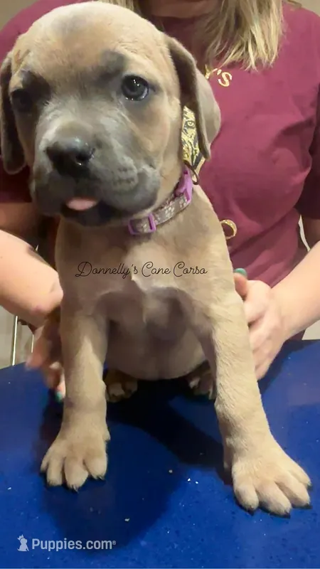 Grape - AKC – Cane Corso puppy for sale in Columbia, MO