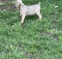Grape - AKC, a female Cane Corso for sale in Columbia, MO – Photo 4 of 5