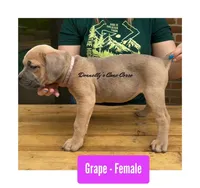 Grape - AKC, a female Cane Corso for sale in Columbia, MO – Photo 3 of 5