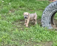 Grape - AKC, a female Cane Corso for sale in Columbia, MO – Photo 5 of 5