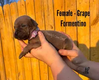 Grape - AKC, a female Cane Corso for sale in Columbia, MO – Photo 2 of 2