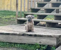 Grape - AKC, a female Cane Corso for sale in Columbia, MO – Photo 2 of 5