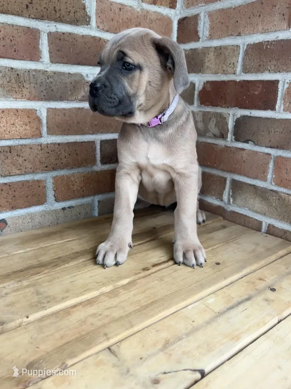 Grape - AKC – Cane Corso puppy for sale in Columbia, MO