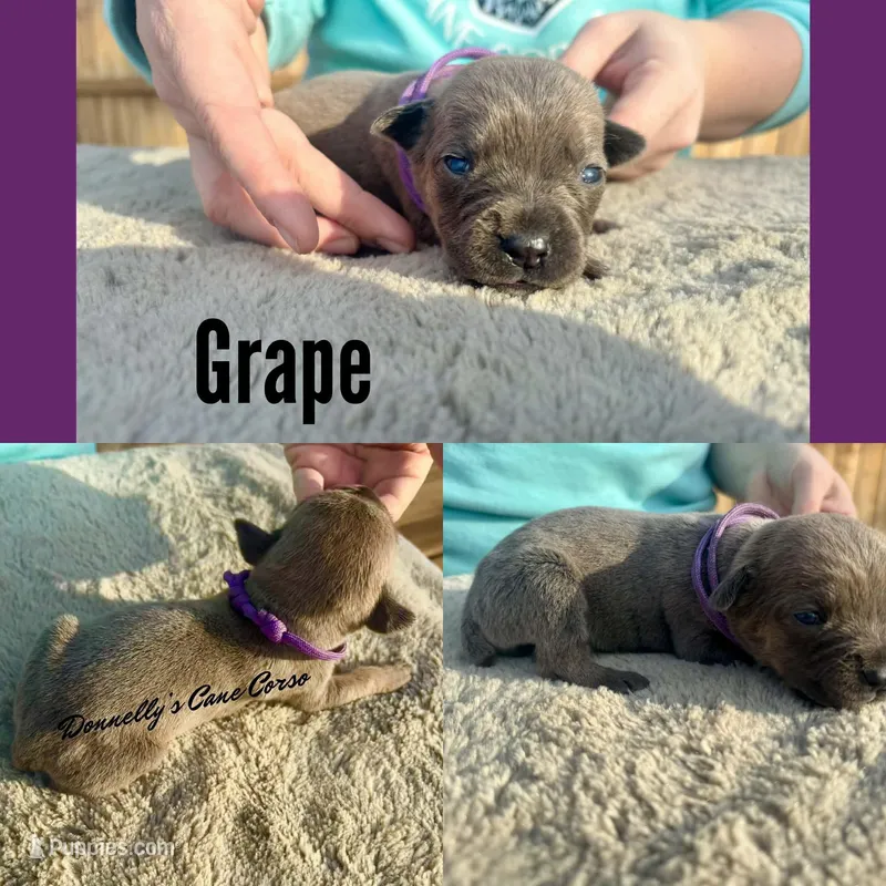 Grape - AKC