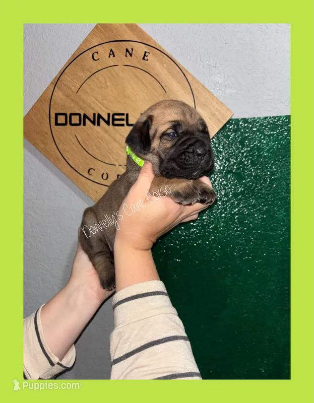 Light Green - Female  – Cane Corso puppy for sale in Columbia, MO