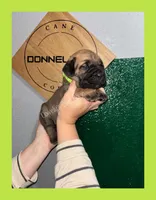 Light Green - Female , a female Cane Corso for sale in Columbia, MO – 3 of 4