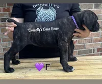 Purple - Female , a female Cane Corso for sale in Columbia, MO – 1 of 4