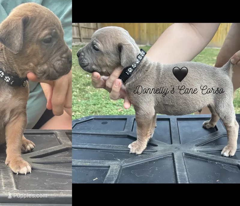 Black - Rich Red Formentino – Cane Corso puppy for sale in Columbia, MO