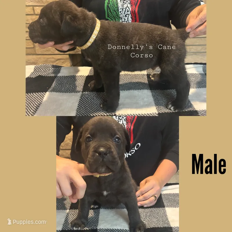 White Collar - Male  – Cane Corso puppy for sale in Columbia, MO