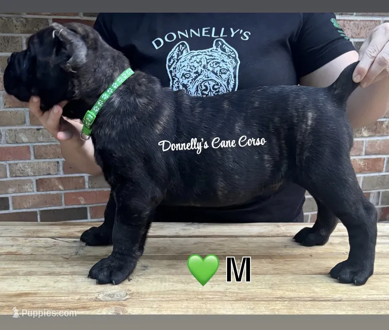 Dark Green Male – Cane Corso puppy for sale in Columbia, MO