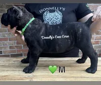 Dark Green Male, a male Cane Corso for sale in Columbia, MO – 1 of 3