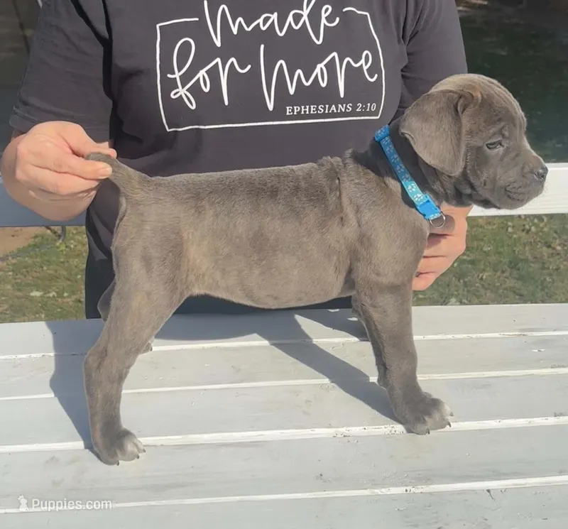 Blue/ Grey Brindle  - Female – Cane Corso puppy for sale in Columbia, MO