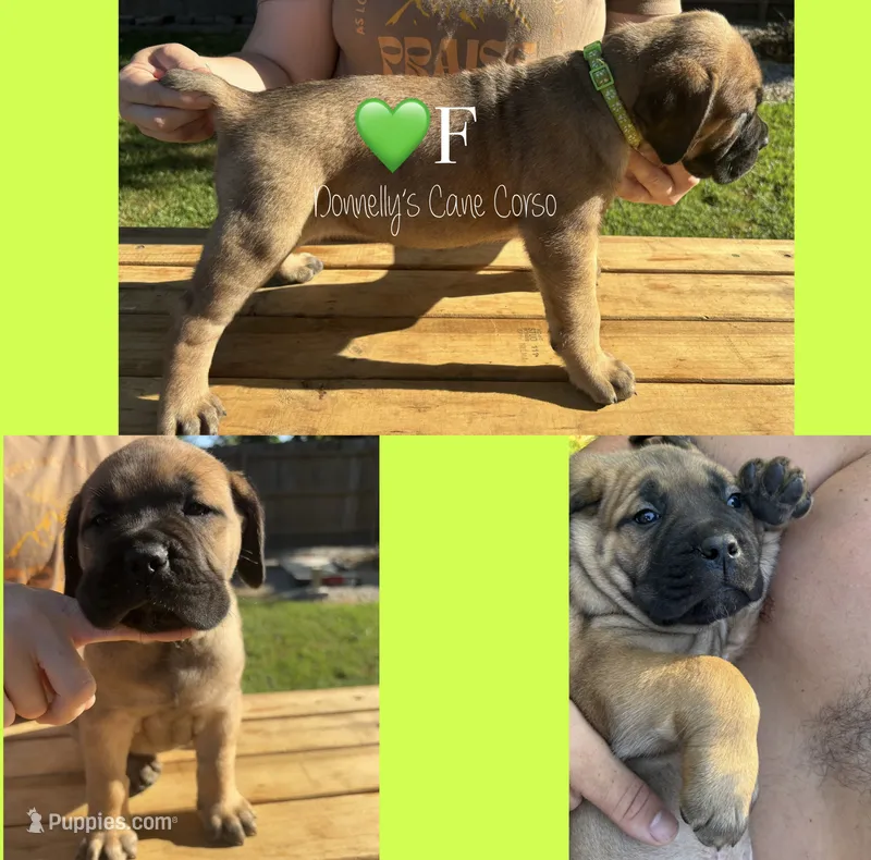 Light Green - Female  – Cane Corso puppy for sale in Columbia, MO