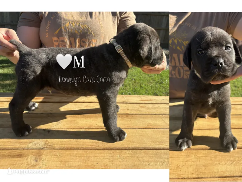 White Collar - Male  – Cane Corso puppy for sale in Columbia, MO