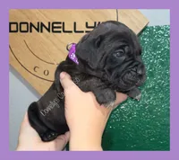 Purple - Female , a female Cane Corso for sale in Columbia, MO – 3 of 4