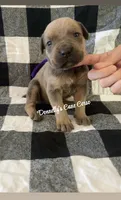 Purple , a female Cane Corso for sale in Columbia, MO – 1 of 1
