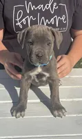 Blue/ Grey Brindle  - Female, a female Cane Corso for sale in Columbia, MO – 3 of 4