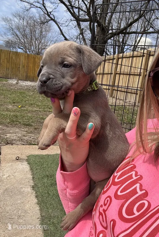 Kiwi - AKC – Cane Corso puppy for sale in Columbia, MO