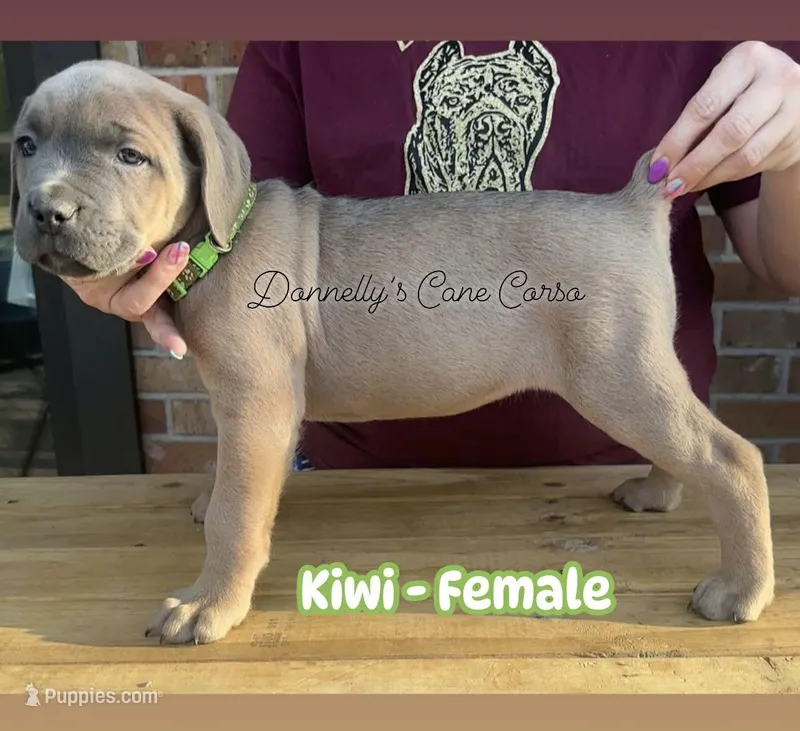 Kiwi - AKC – Cane Corso puppy for sale in Columbia, MO