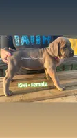 Kiwi - AKC, a female Cane Corso for sale in Columbia, MO – Photo 2 of 4