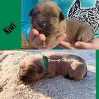 Kiwi - AKC, a female Cane Corso for sale in Columbia, MO – Photo 3 of 4