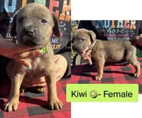 Kiwi - AKC, a female Cane Corso for sale in Columbia, MO – Photo 4 of 4